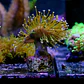 Sarcophyton  - Thumbnail 3