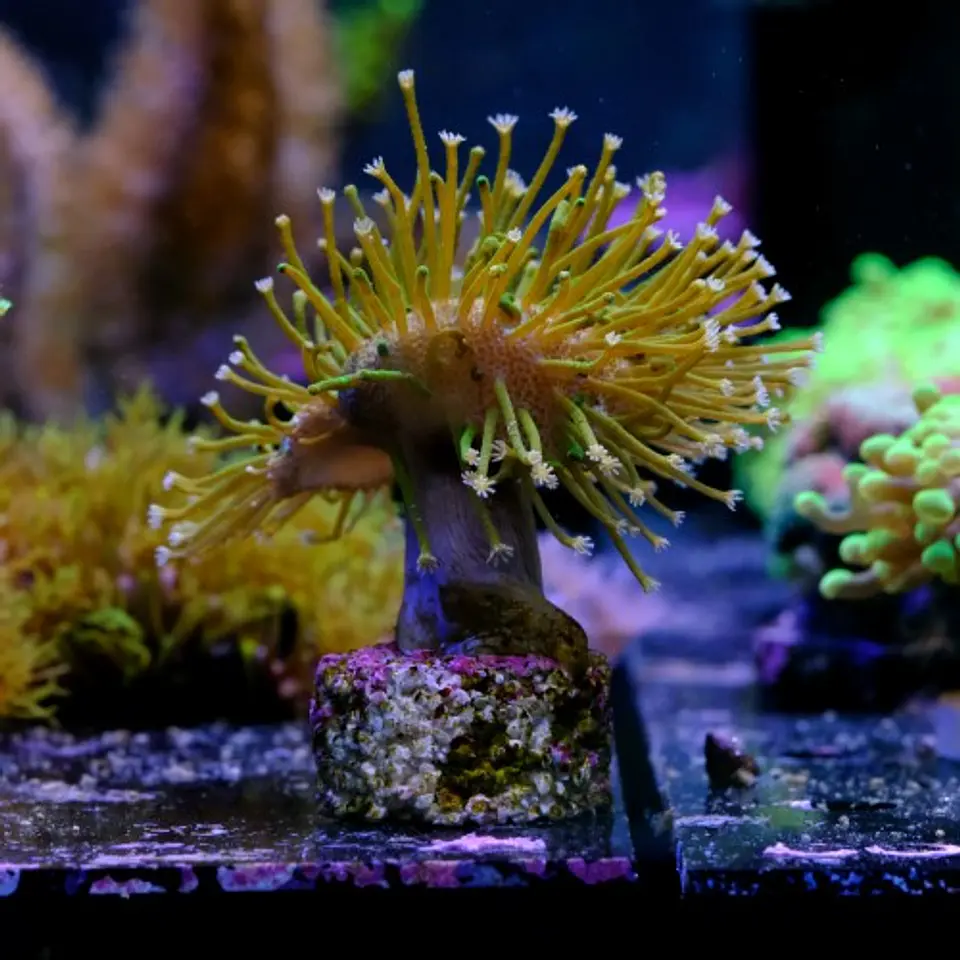Sarcophyton  3