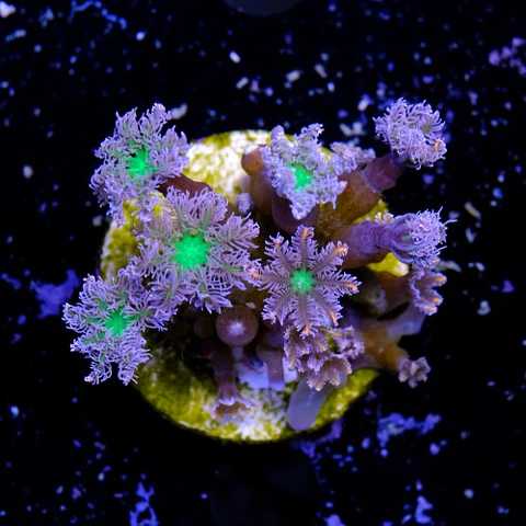 Clavularia "papaya"