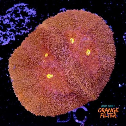 Symphyllia radians 