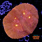 Symphyllia radians  - Thumbnail 1