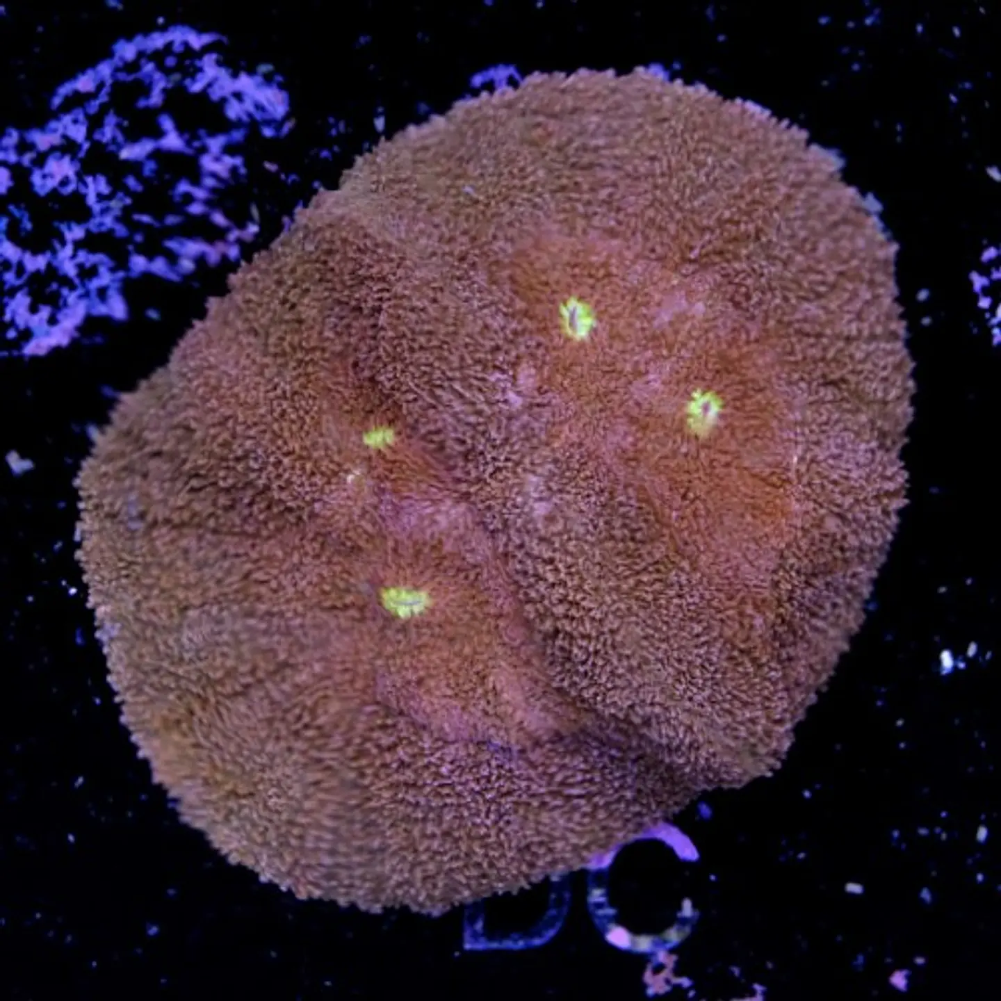 Symphyllia radians  2