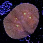 Symphyllia radians  - Thumbnail 2