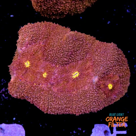 Symphyllia radians 