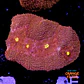 Symphyllia radians  - Thumbnail 1