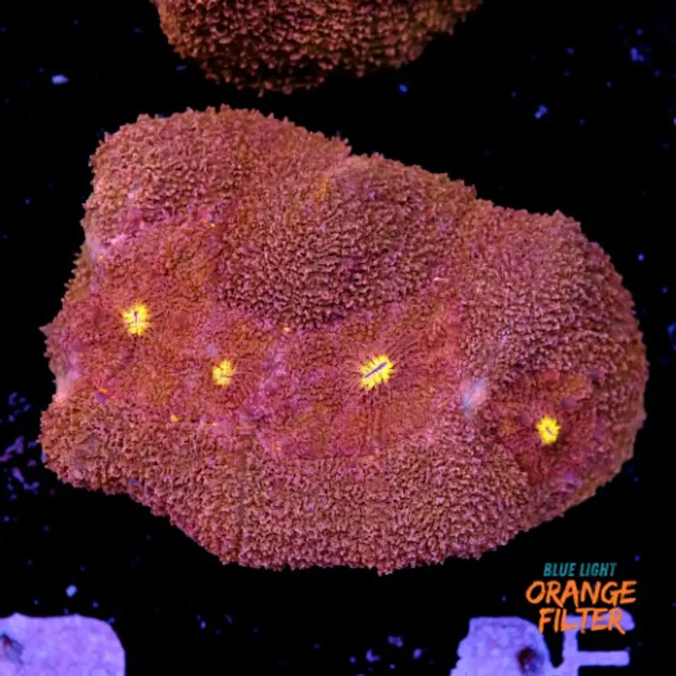 Symphyllia radians  1