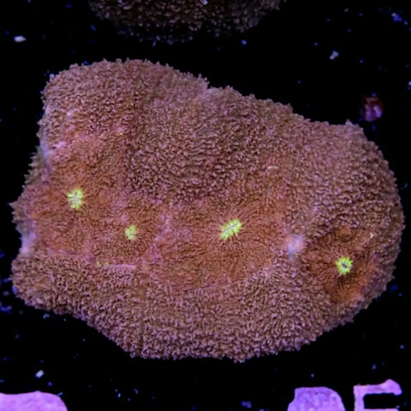 Symphyllia radians  2