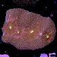Symphyllia radians  - Thumbnail 2