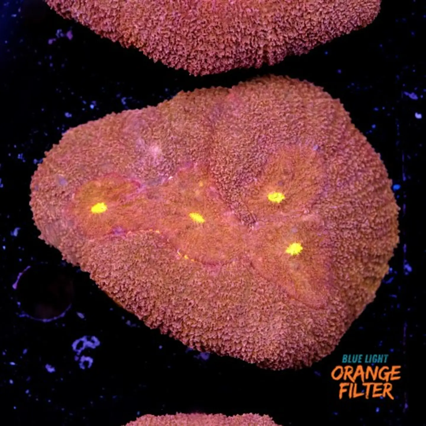 Symphyllia radians  1