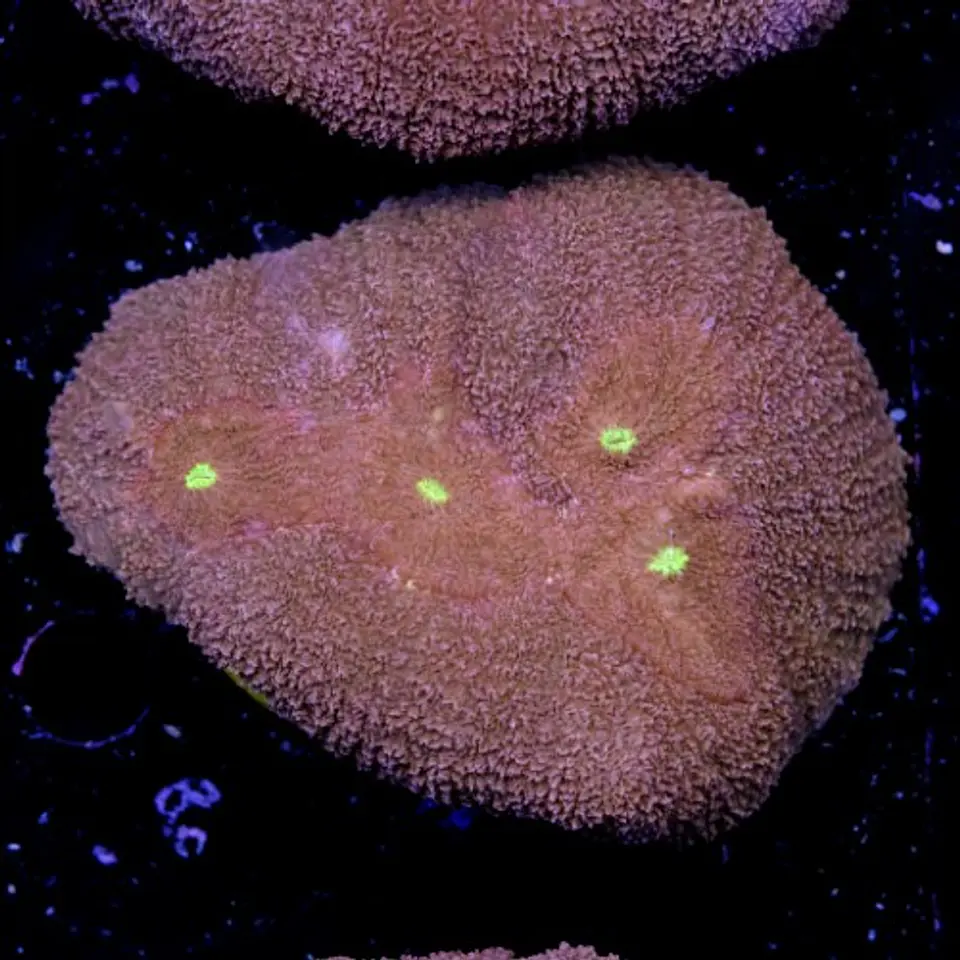 Symphyllia radians  2