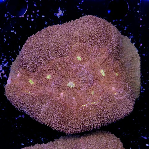 Symphyllia radians 