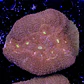 Symphyllia radians  - Thumbnail 2