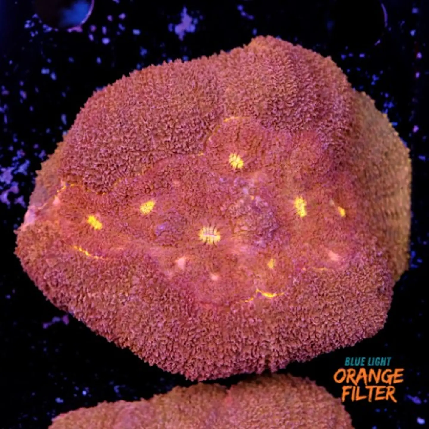 Symphyllia radians  1