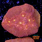 Symphyllia radians  - Thumbnail 1