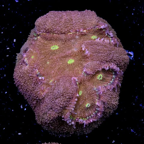 Symphyllia radians 