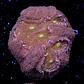 Symphyllia radians  - Thumbnail 2