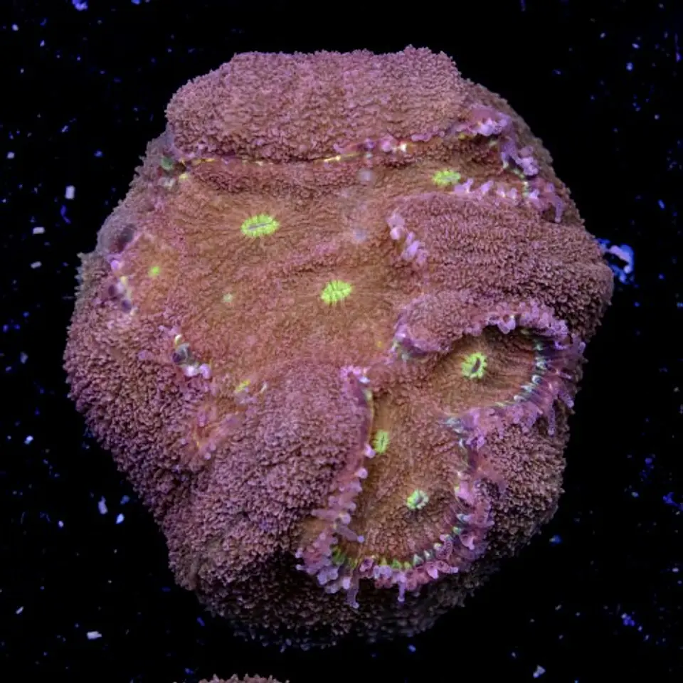 Symphyllia radians  2