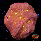 Symphyllia radians  - Thumbnail 1