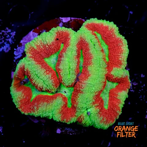 Symphyllia radians 