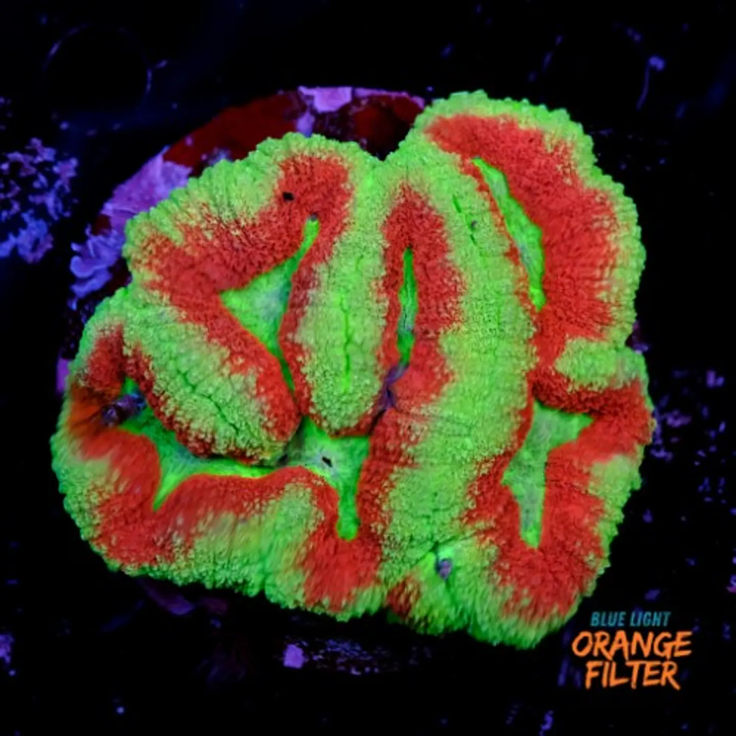 Symphyllia radians  1