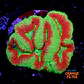 Symphyllia radians  - Thumbnail 1