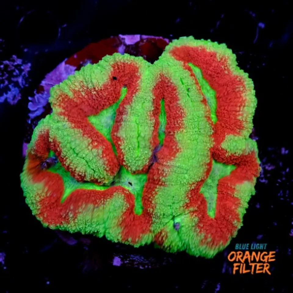 Symphyllia radians  1