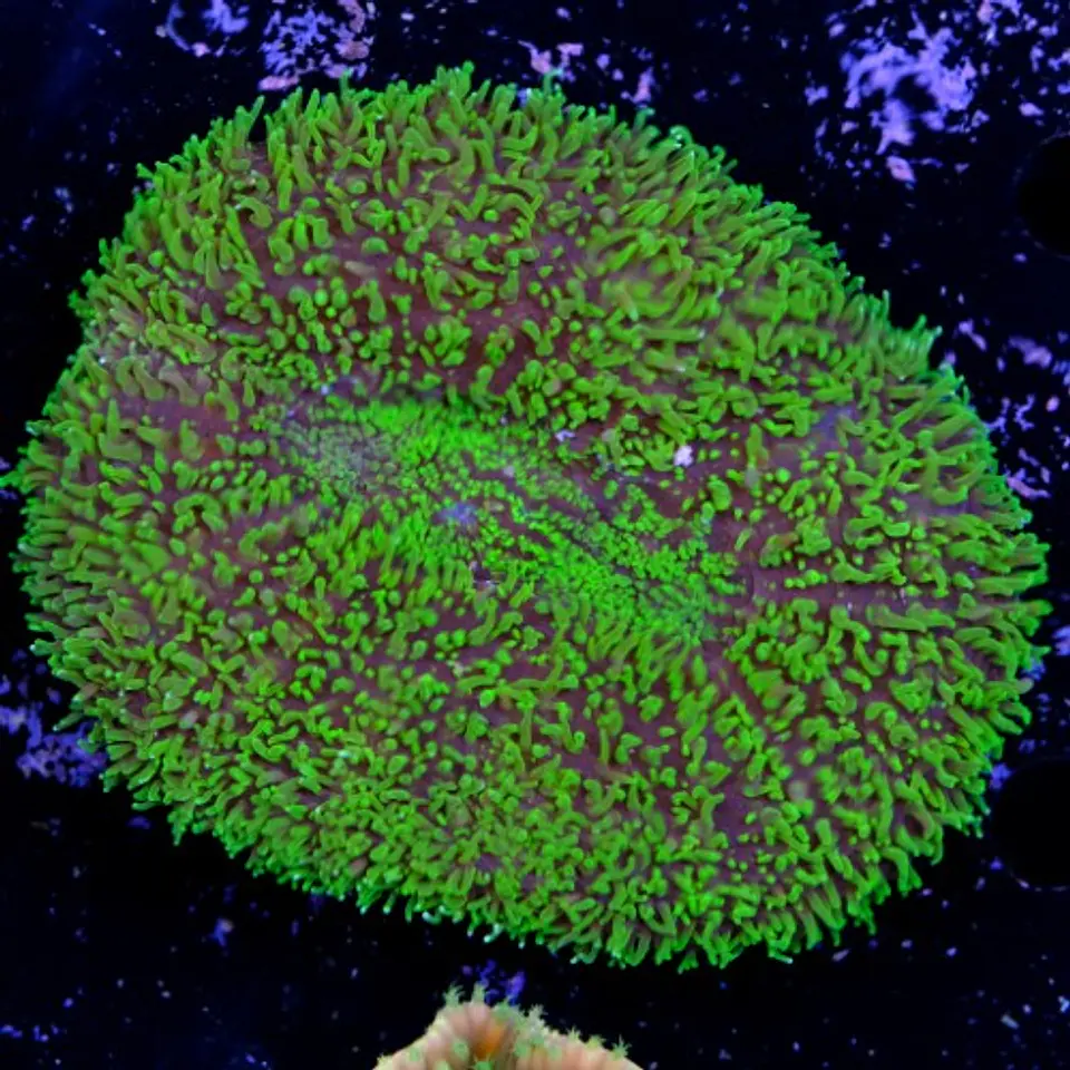 Lobophyllia  2