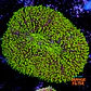 Lobophyllia  - Thumbnail 1