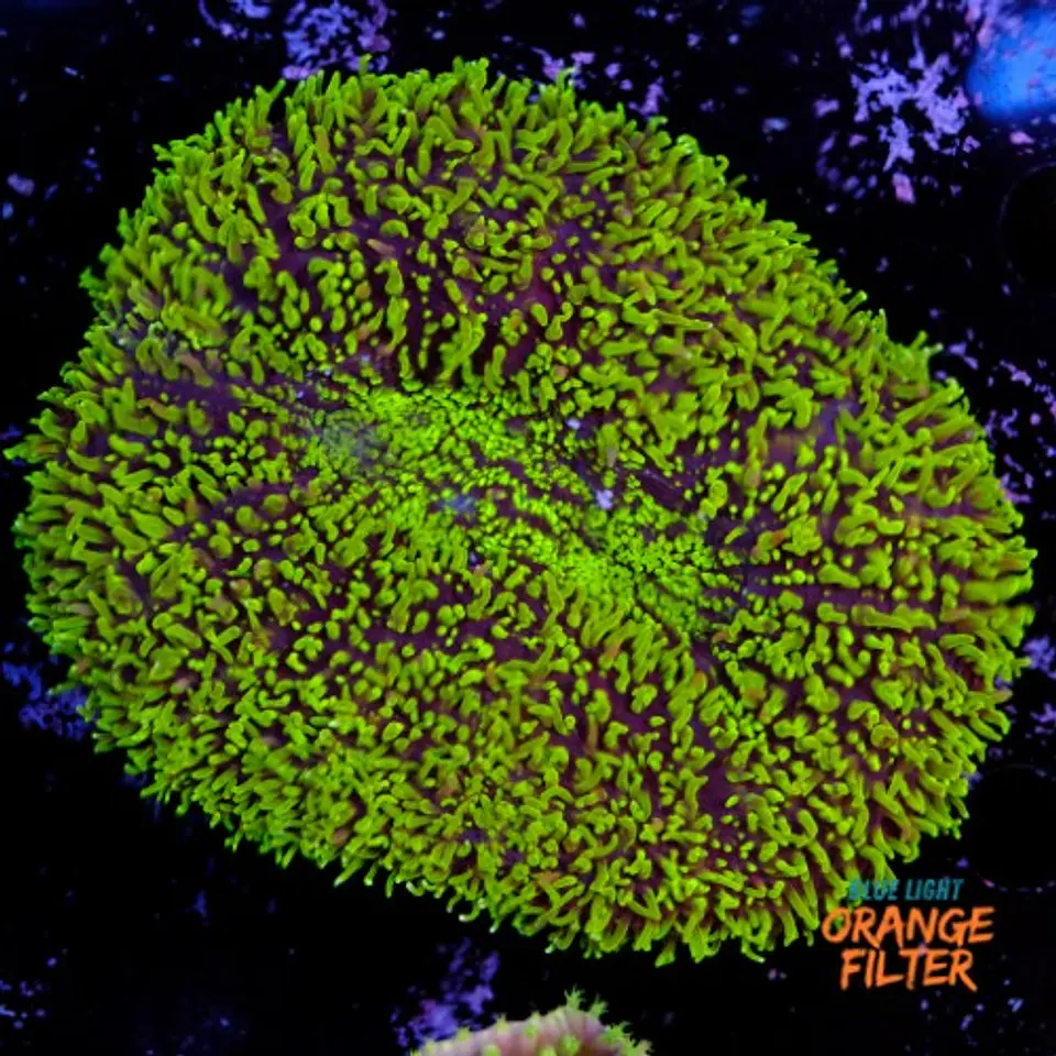 Lobophyllia  1