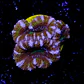 Micromussa  - Thumbnail 2