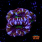 Micromussa  - Thumbnail 1