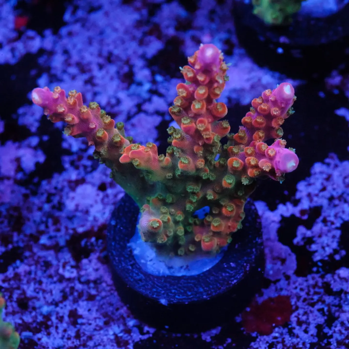 Acropora Joes Mango 1