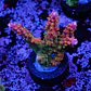 Acropora Joes Mango - Thumbnail 1
