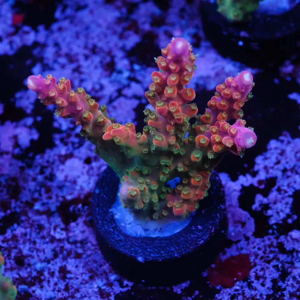 Acropora Joes Mango 1
