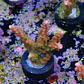 Acropora Joes Mango - Thumbnail 2