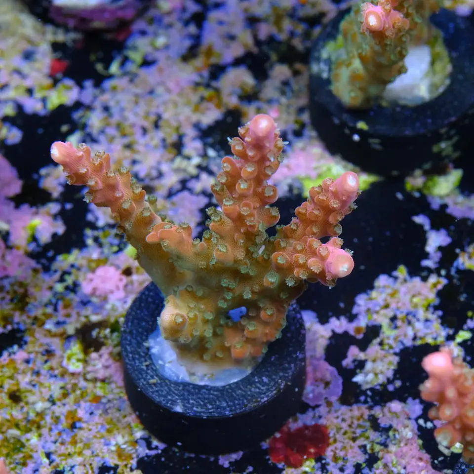 Acropora Joes Mango 2