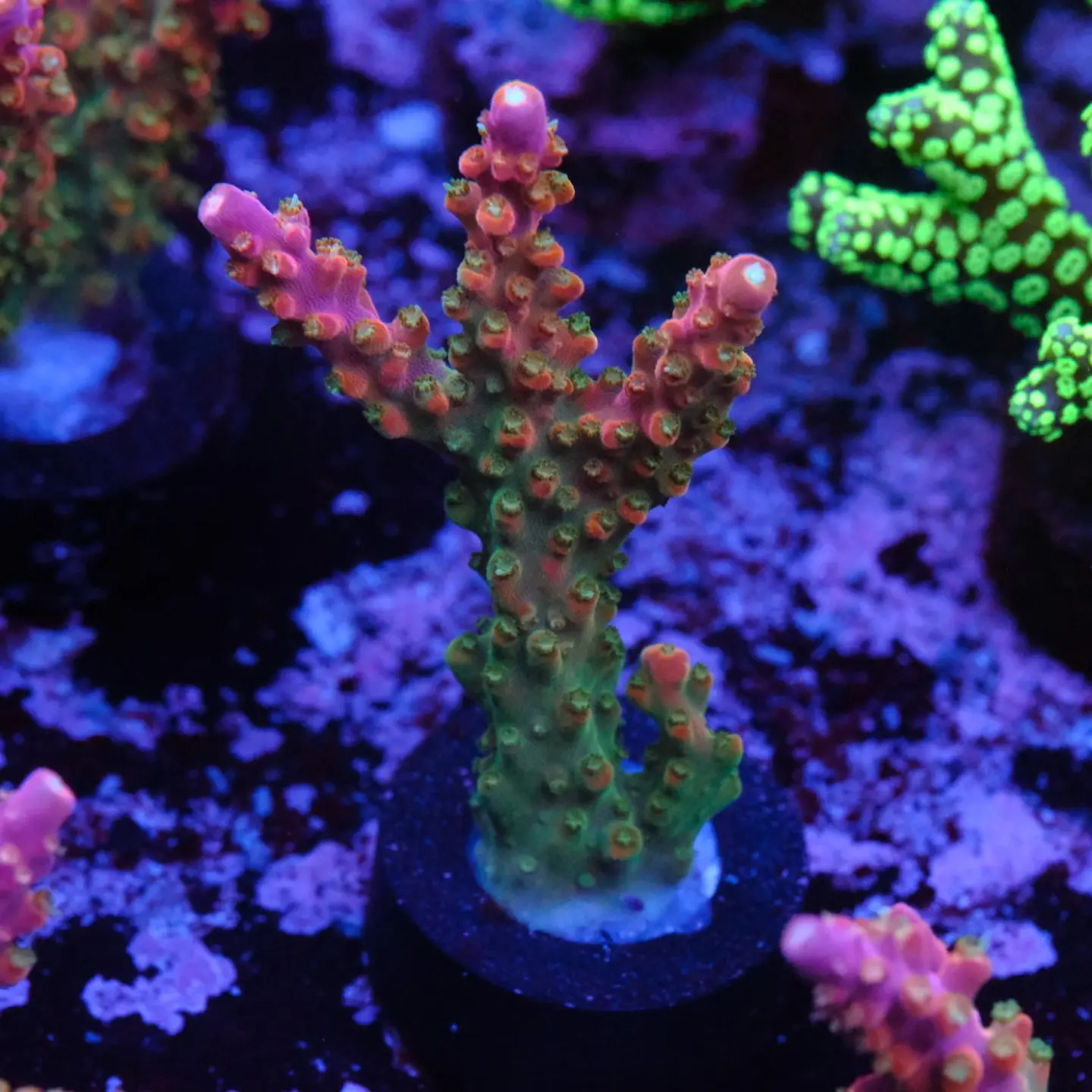 Acropora Joes Mango 1