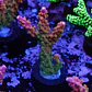 Acropora Joes Mango - Thumbnail 1