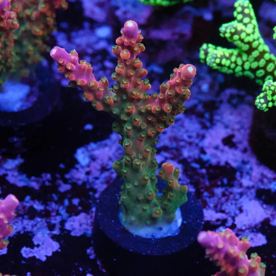 Acropora Joes Mango 1