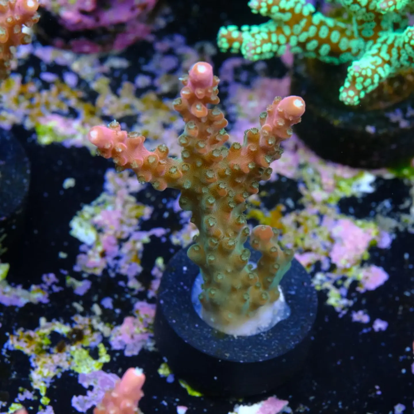 Acropora Joes Mango 2