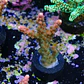 Acropora Joes Mango - Thumbnail 2