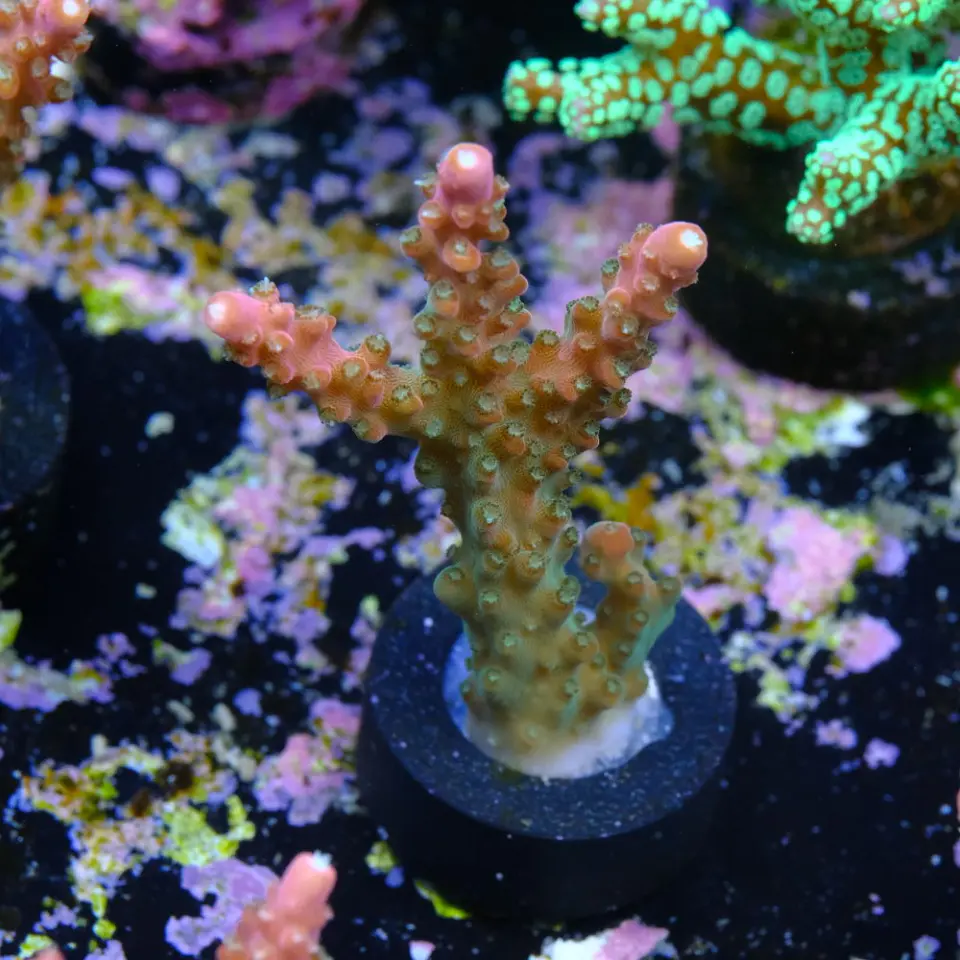 Acropora Joes Mango 2