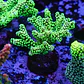 Seriatopora caledrium  - Thumbnail 1