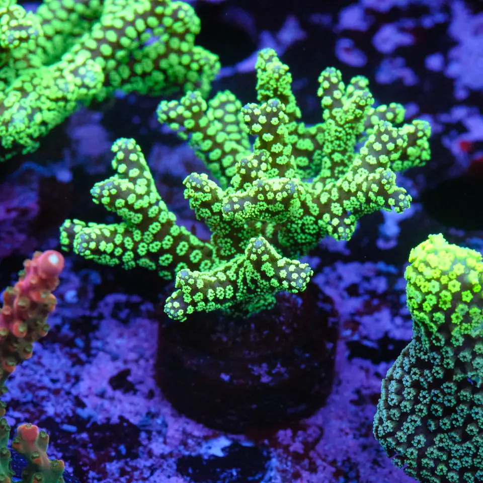 Seriatopora caledrium  1