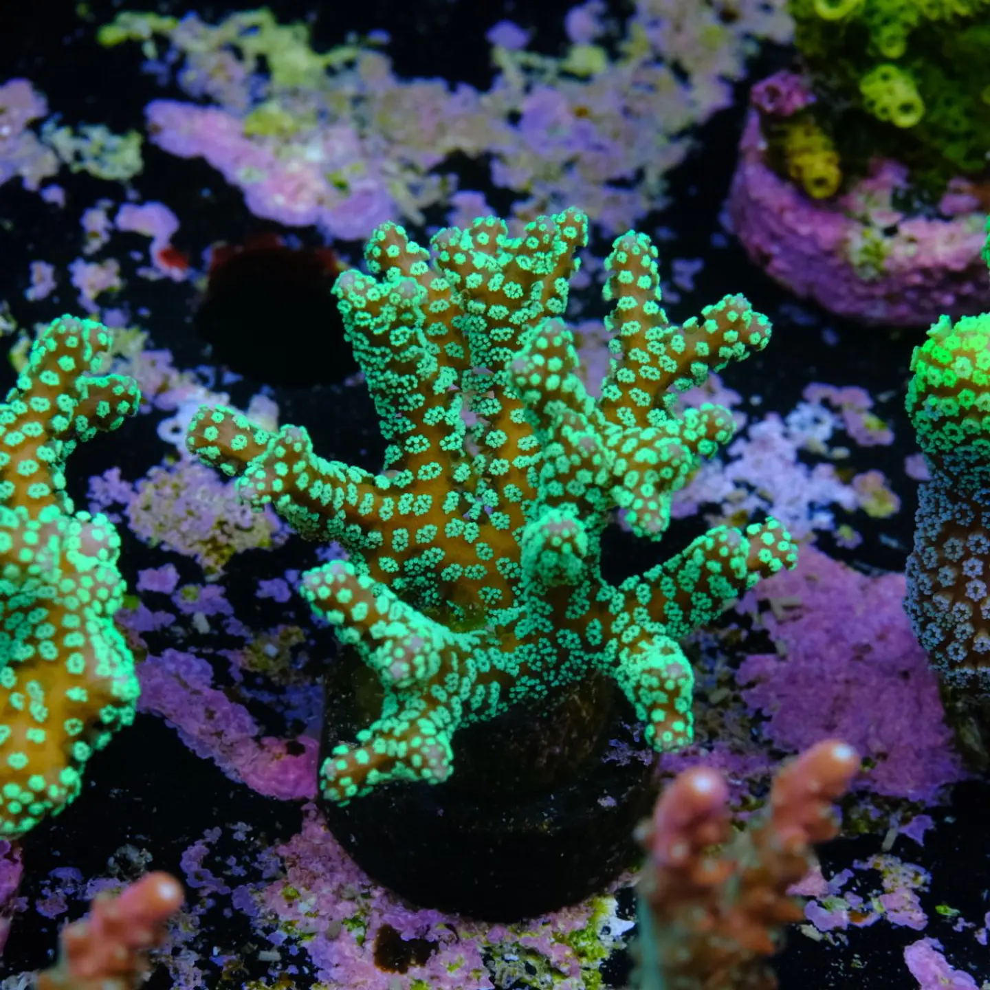 Seriatopora caledrium  2