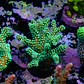 Seriatopora caledrium  - Thumbnail 2