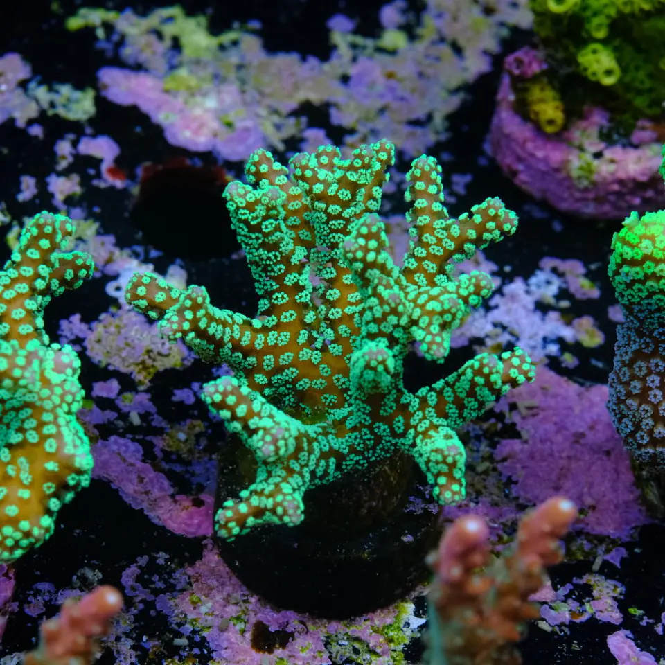 Seriatopora caledrium  2