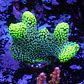 Stylophora Pistillata Green - Thumbnail 1