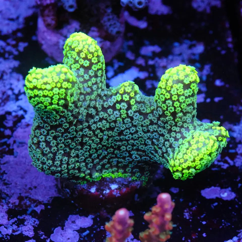Stylophora Pistillata Green 1