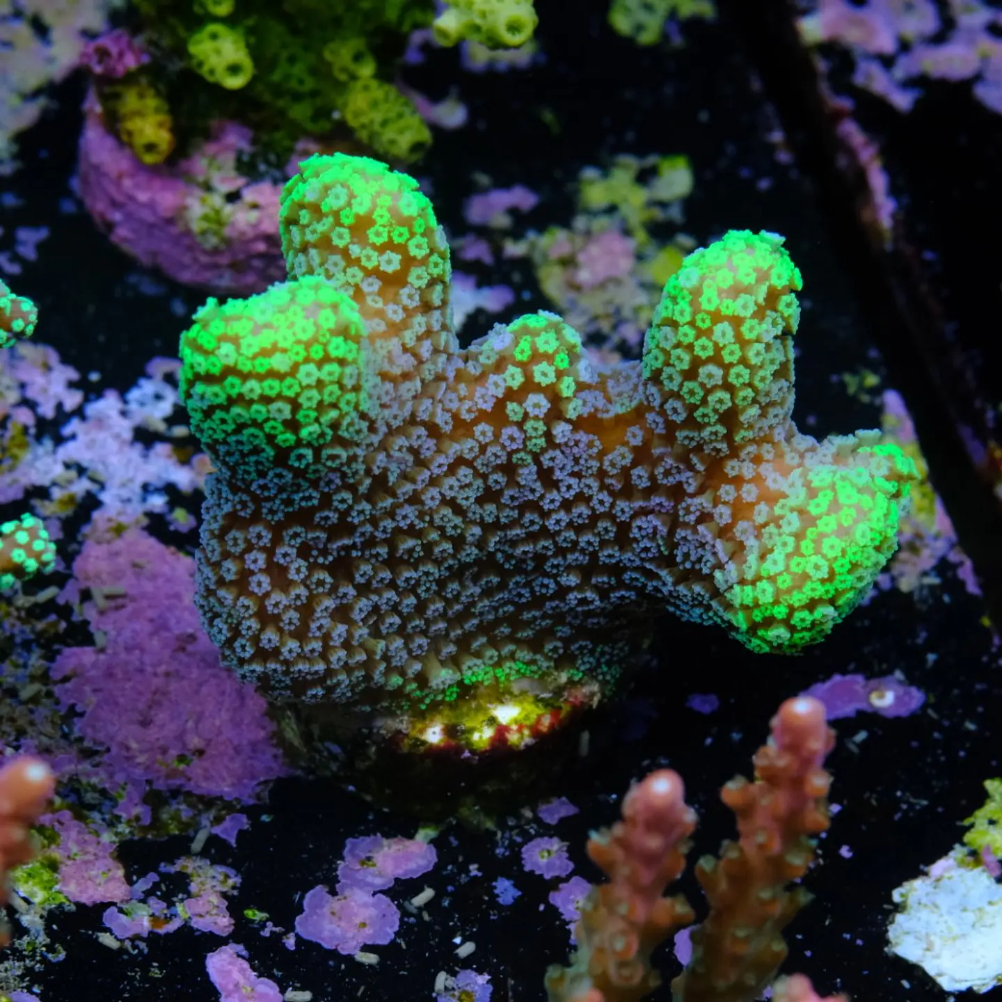 Stylophora Pistillata Green 2